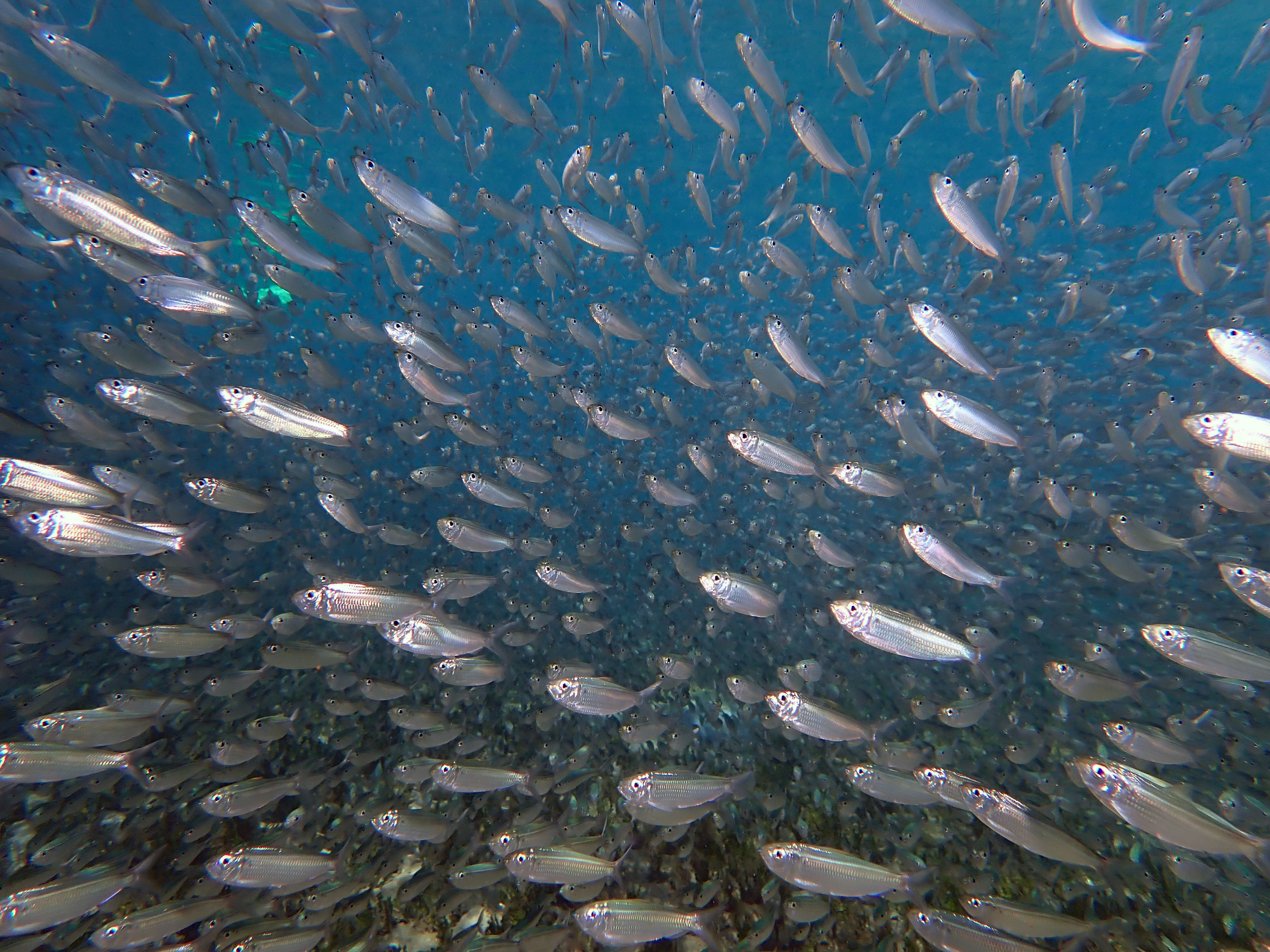 small silver schooling fish. Likely anchovies.